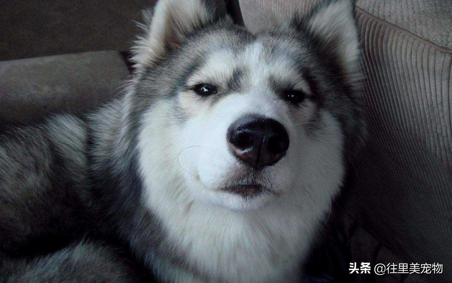 哈士奇二哈详解,二哈其实不傻