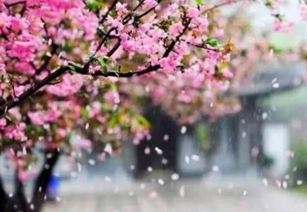 沾衣欲湿杏花酒不寒杨柳风,沾衣杏花雨吹面不寒杨柳风意思