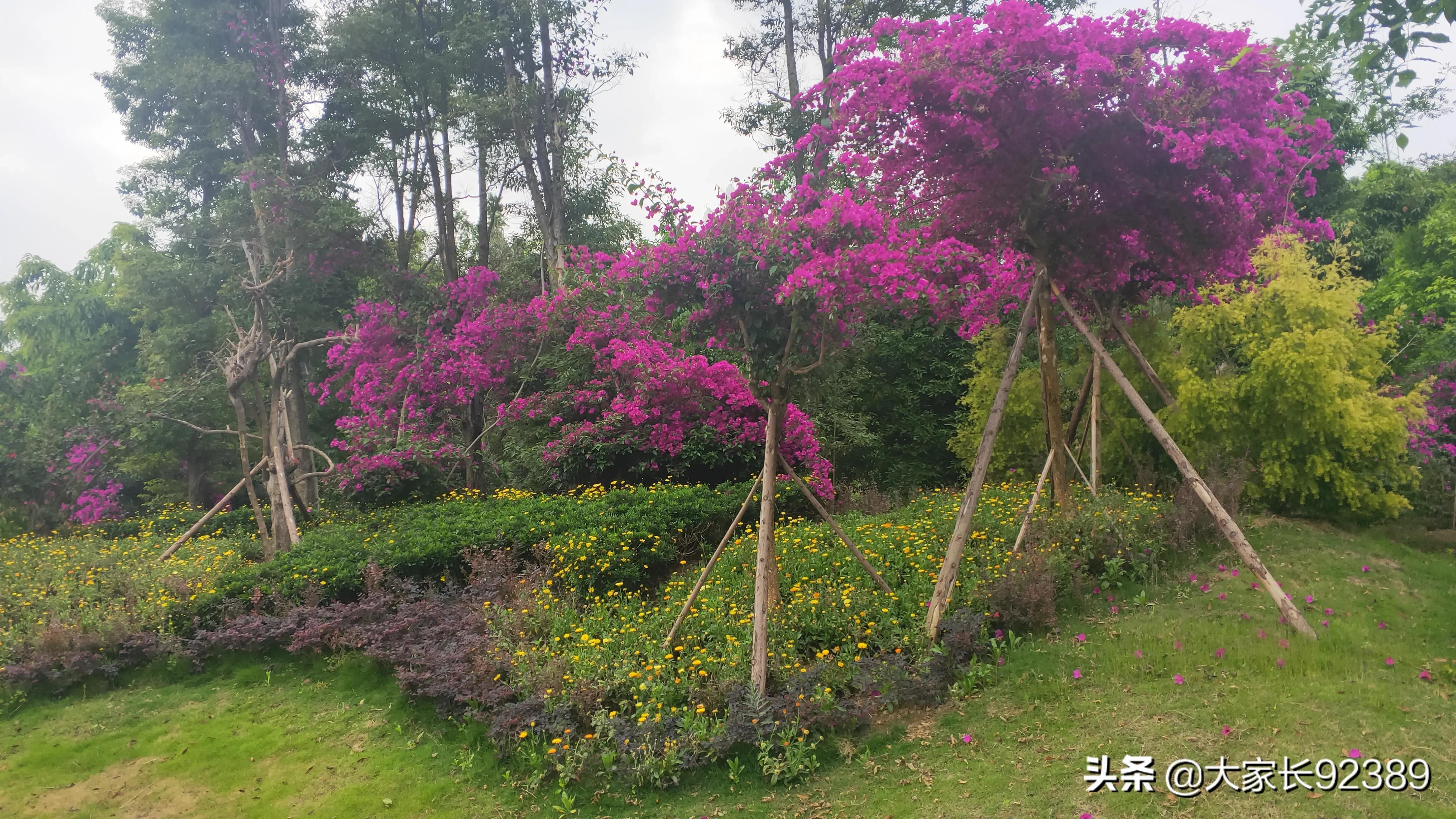 紫色的的英语,紫色的诗歌赏析