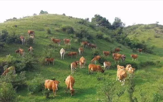 农村比较挣钱的小成本项目,在农村比较赚钱的项目
