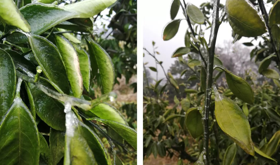 柑橘防冻药剂什么时候用最佳,柑橘喷施防冻剂