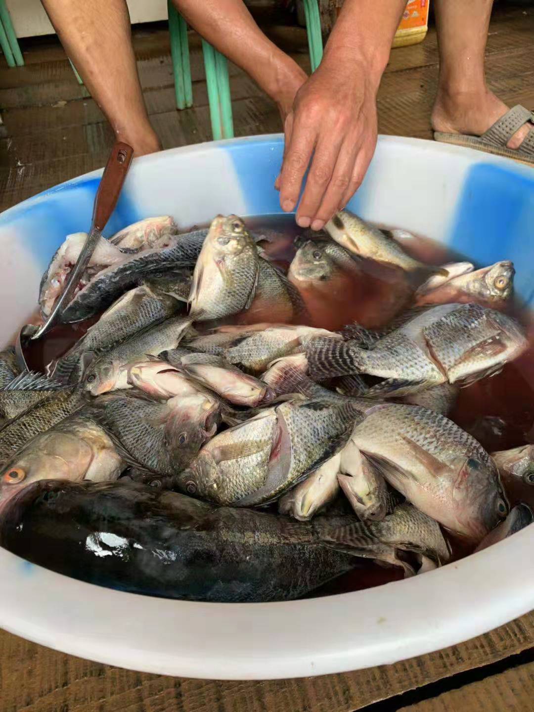 成功1号野钓大罗非饵料配方,钓罗非有哪些诱食剂