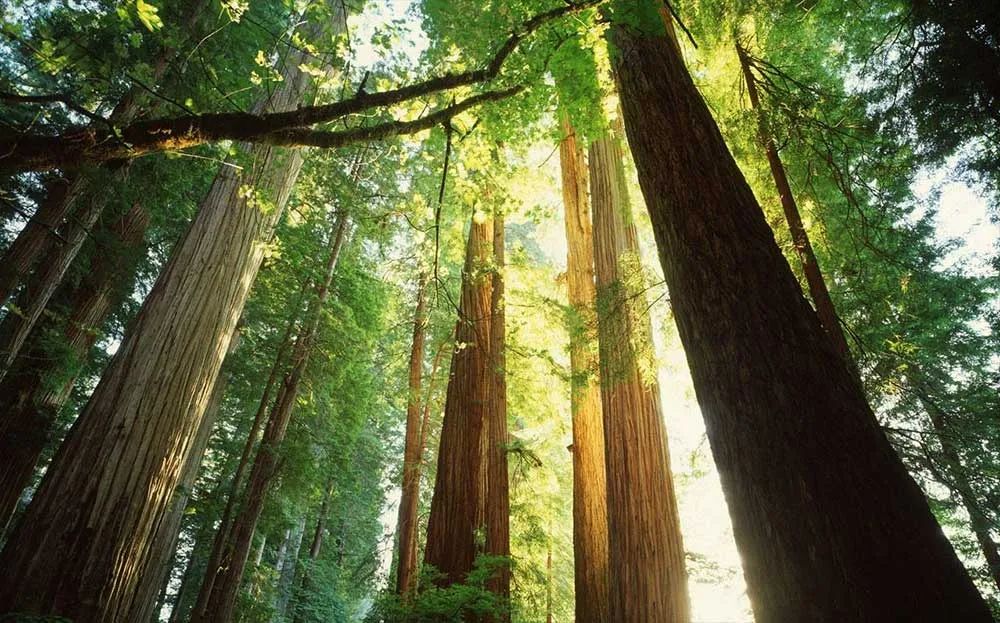 木中黄金紫檀,木中黄金花卉