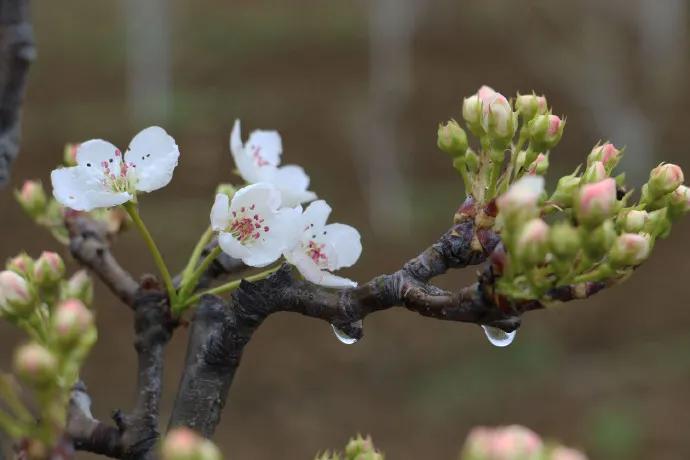 雨打梨花深闭门解析,雨打梨花深闭门忘了青春误了青春