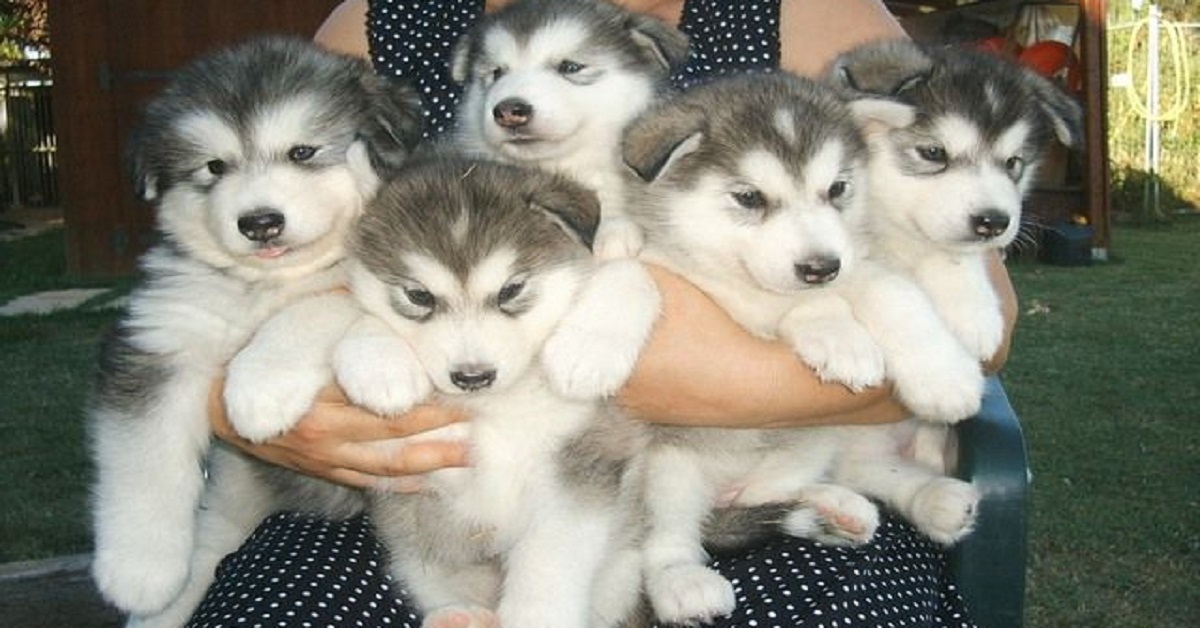 阿拉斯加为什么是雪橇三傻老大,阿拉斯加二哈雪橇三傻怎么区分