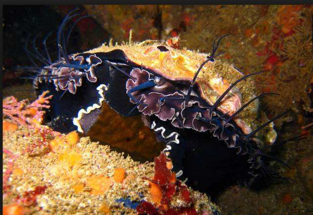 带你见识下世界上最大的鲍鱼,世界上最大的金鲍鱼