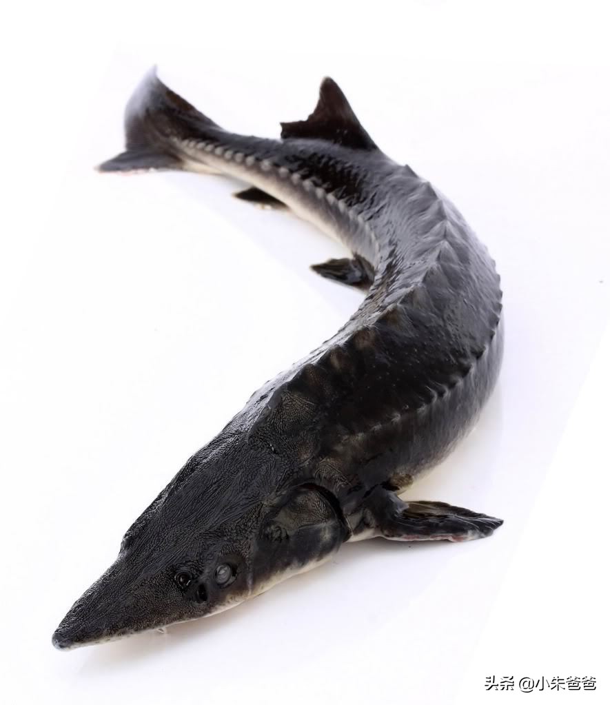 宝宝吃鱼的正确方法和注意事项,宝宝吃鱼更聪明这样吃才更健康