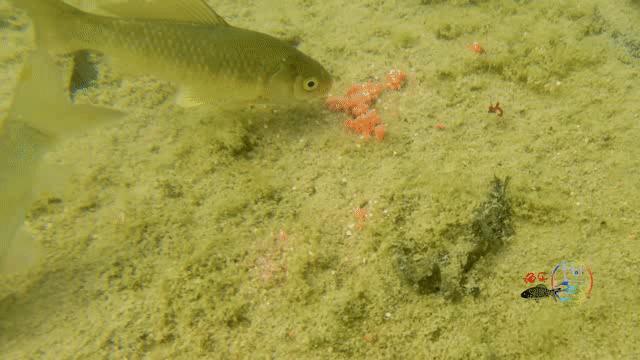 为什么浮漂总是微微上顶再下顿,而不是直接顿?原因根本不在调钓