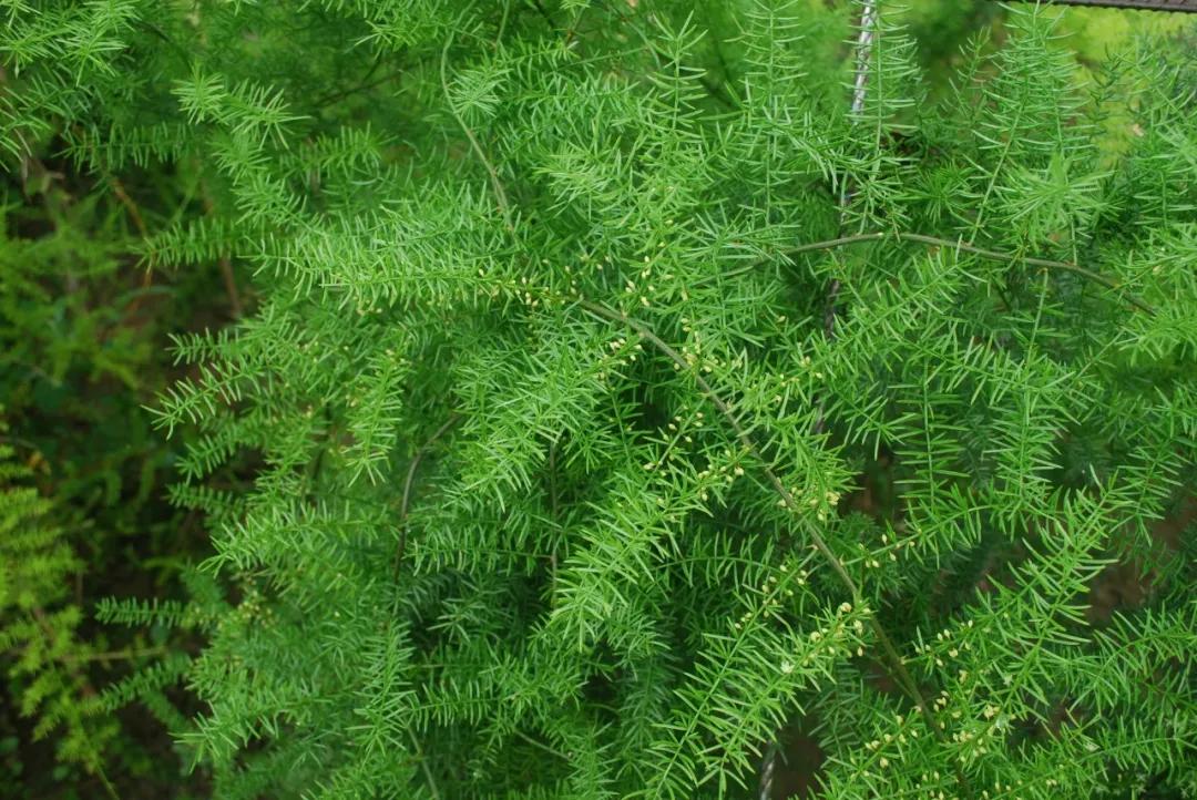 硬核整理!高清中药教材原植物彩*图色**谱(四期)