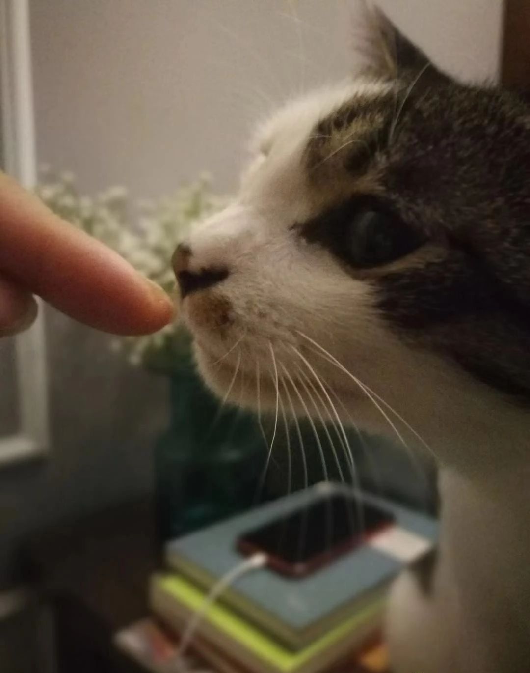 猫舌头的特点和作用,猫舌有什么特异功能