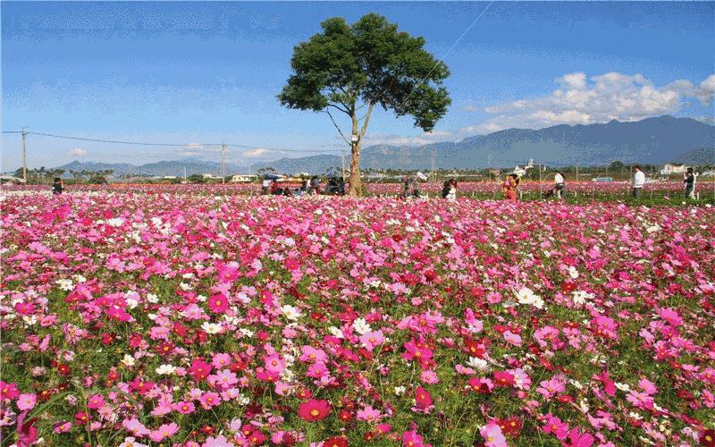 小米推出情人节特殊神器！动力100分，短小精悍，网友：良心僚机