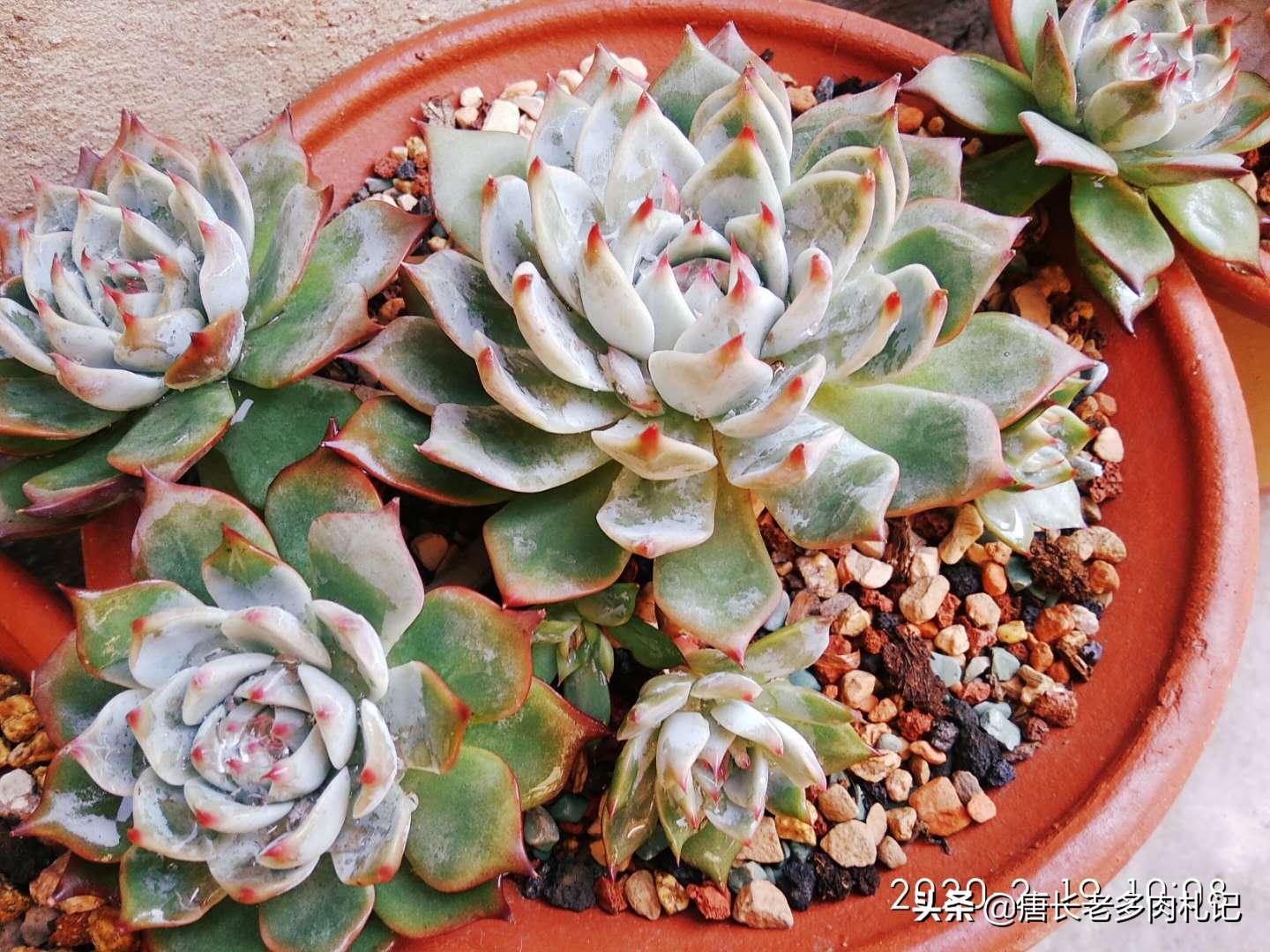 多肉吉娃莲怎么爆头最快,多肉吉娃娃叶片薄怎么办