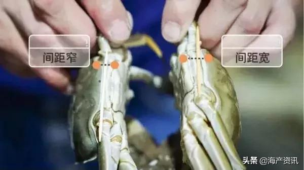 大闸蟹怎么吃才是最正确的,大闸蟹的正确吃法你知道吗