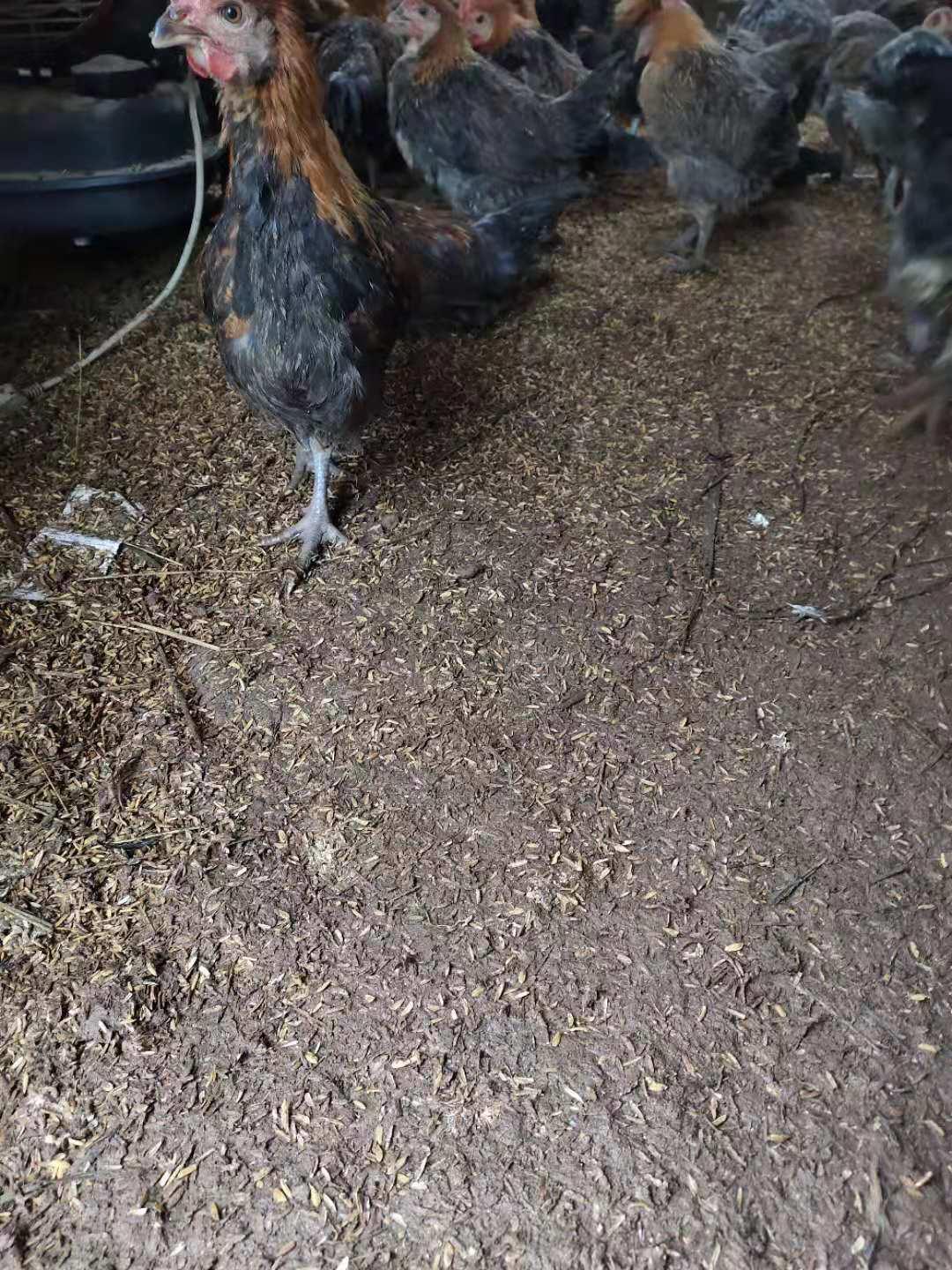 养鸡碰到下雨怎么办,养鸡出现大面积死亡