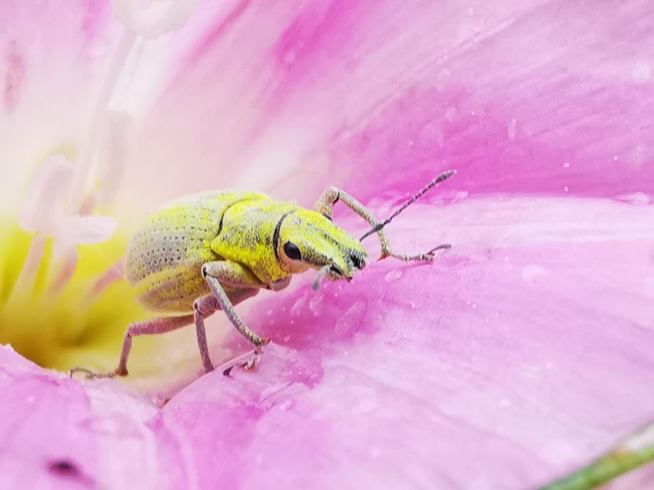 鐢樿柉铓佽薄鍗卞,鐢樿柉铓佽薄鐥囩姸