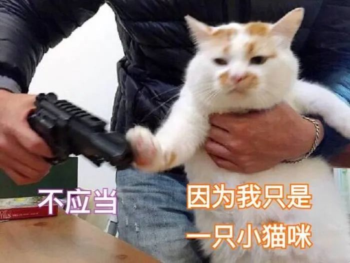 流浪猫的耳朵上为什么会缺了一角,流浪猫的耳朵上为什么会缺一角