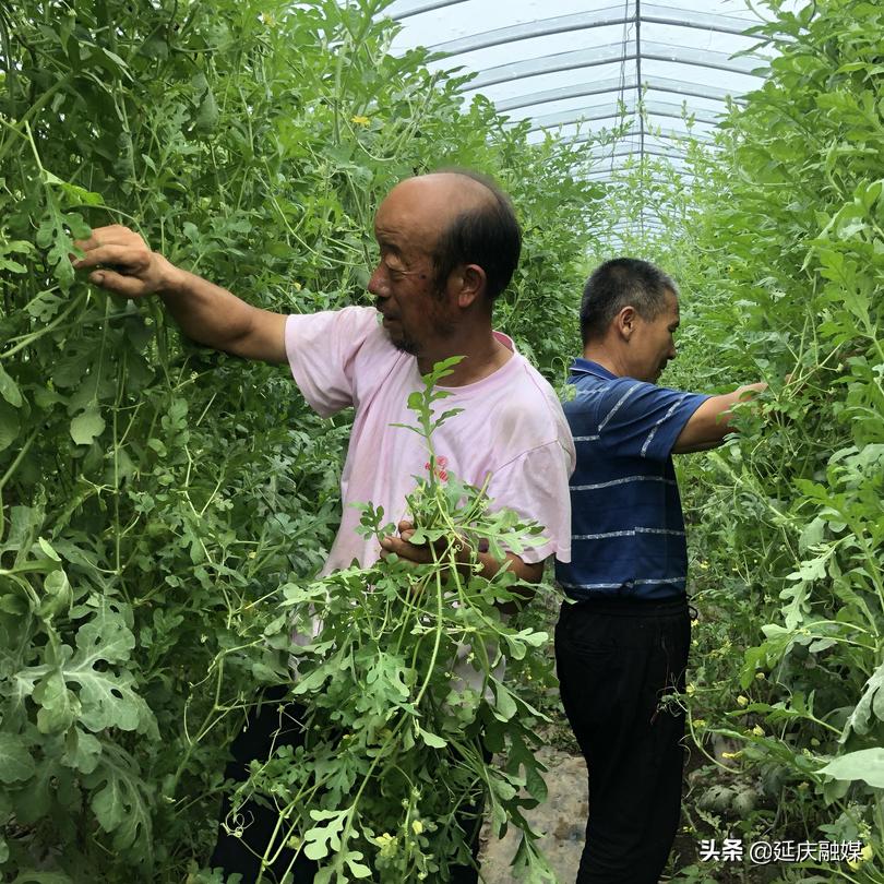 西瓜种植脱贫致富,中庄村西瓜种植基地