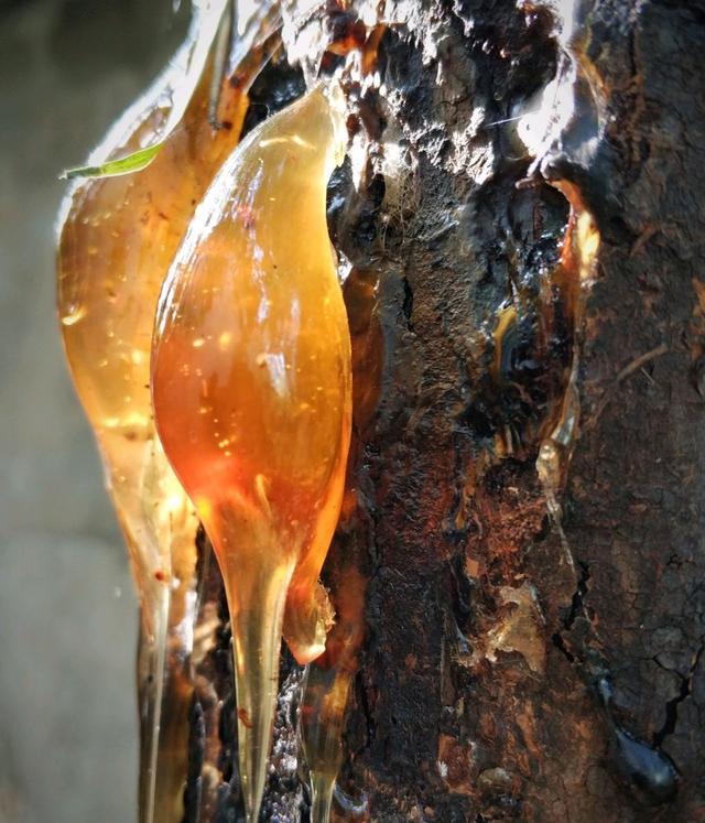 椿芽食谱,野菜椿芽的做法大全