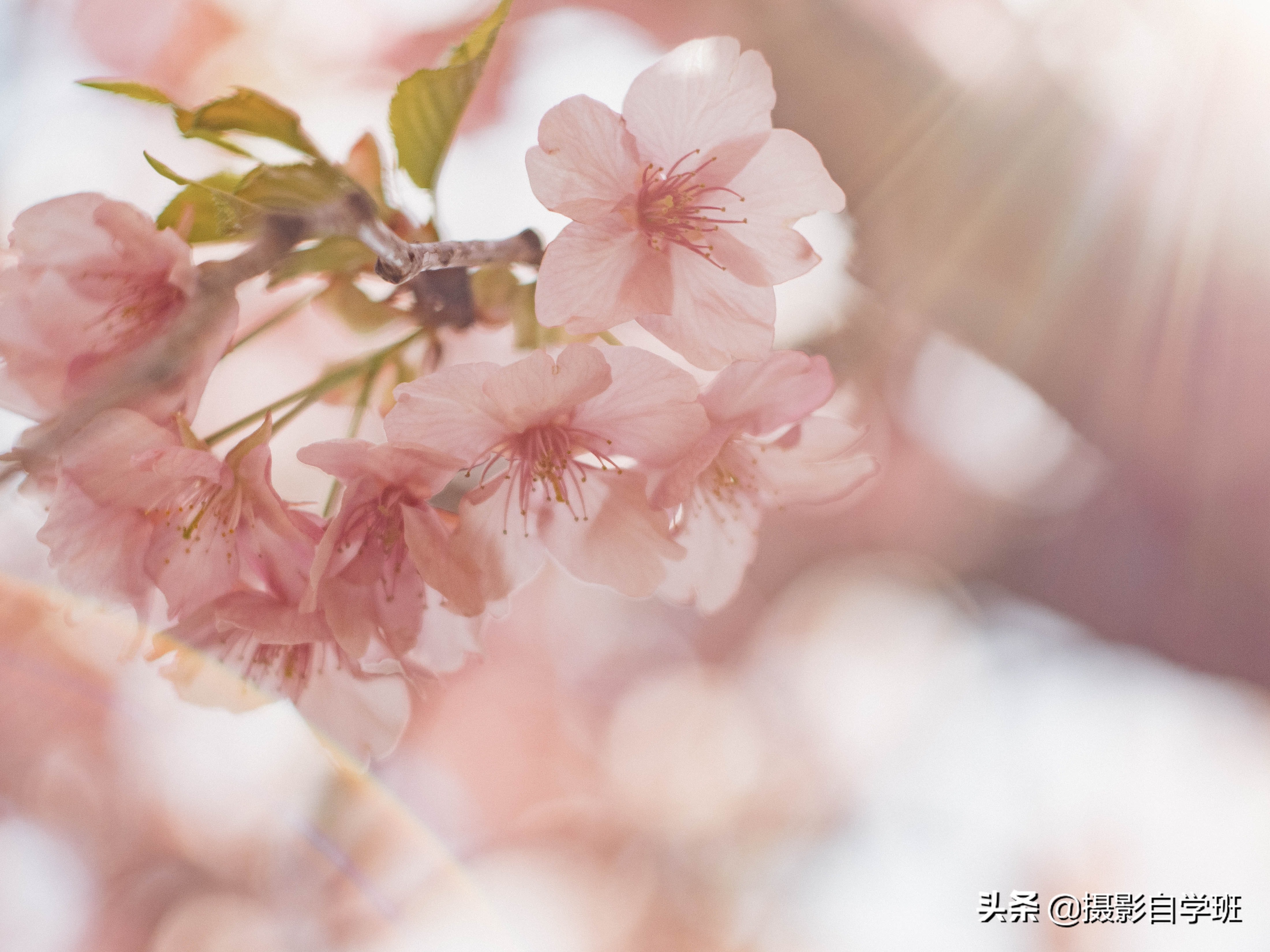 拍花朵的8个摄影技巧,拍花朵摄影技巧与方法图解