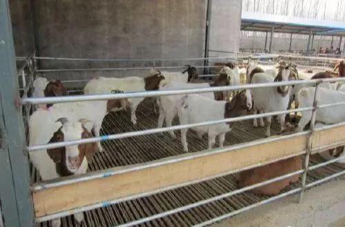 农村羊舍搭建方法,简易羊舍搭建价格