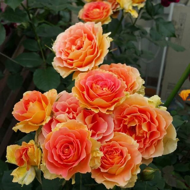 99棵月季,最值得入手的玫瑰月季