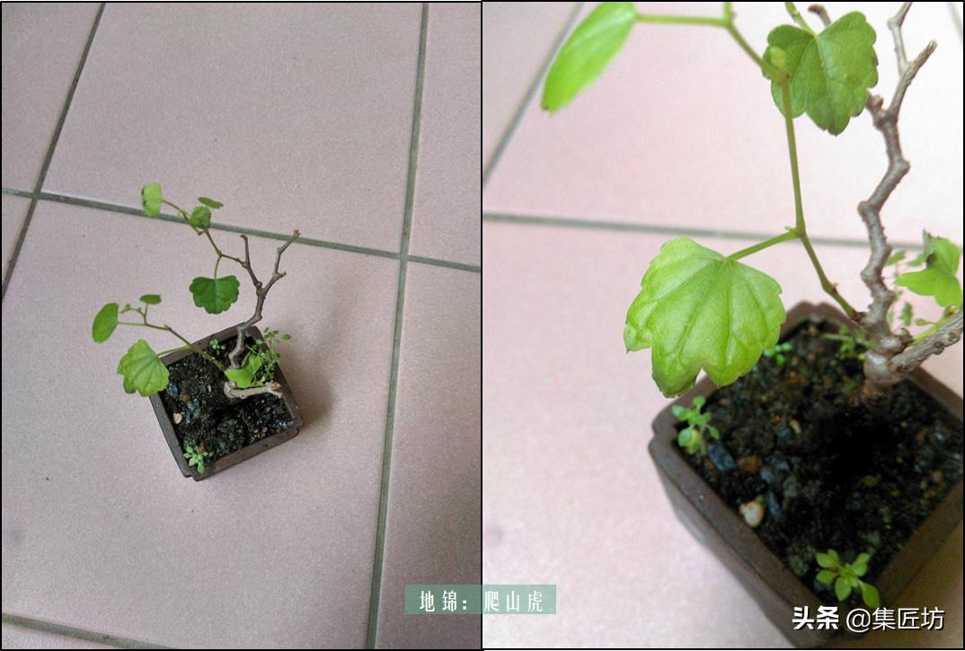 盆景没浇水枯萎了怎么救活,盆景枯萎需要及时修剪吗