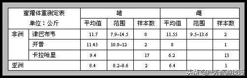 平头哥蜜獾目前存活数量,平头哥蜜獾能养吗