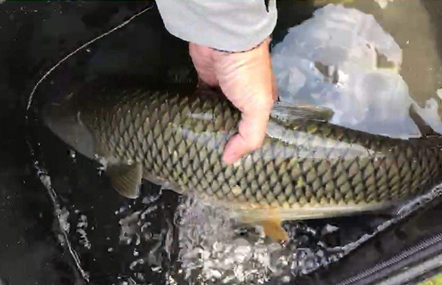 春季草鱼死得多怎么办,草鱼苗下塘总是死了怎么办呀