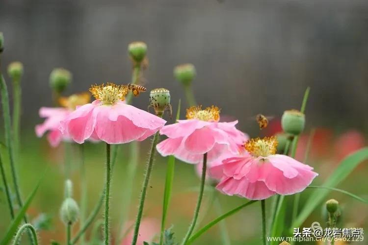 长汀一日游的视频,长汀自驾游攻略一日游