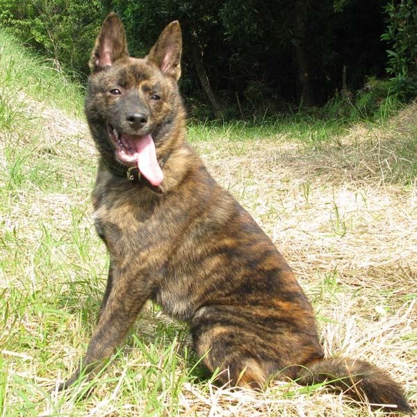 康熙喜欢虎斑犬,康熙的御用名犬