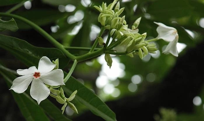 25种常见有毒的花草树木,警惕50种有毒植物