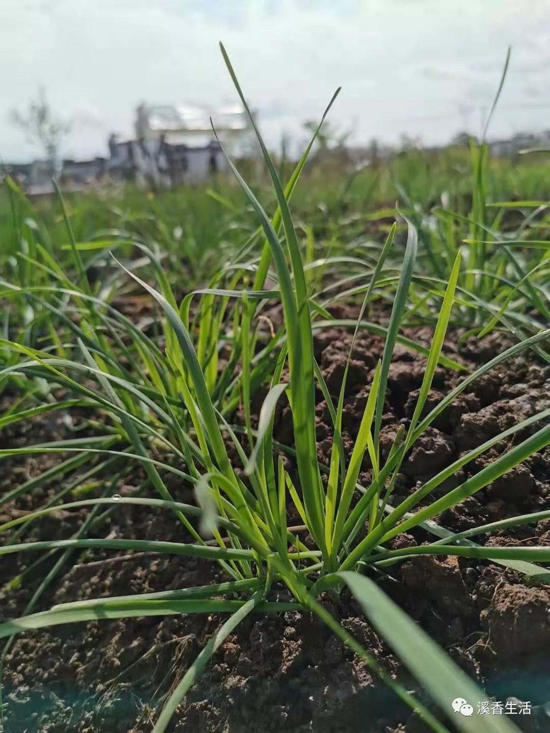 西溪南古村落惬意慢生活,徽州西溪南生活