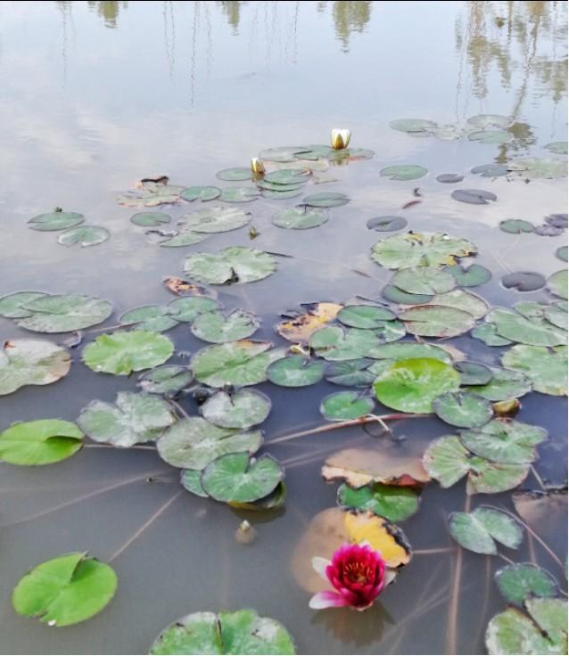 最好养的植物睡莲,盆栽水养植物睡莲