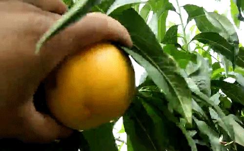 不是仙桃，胜似仙桃！甜、香、鲜的桃界新宠，老人小孩超爱吃