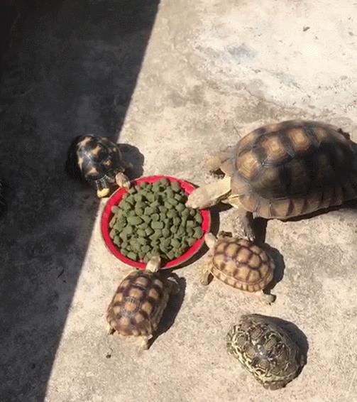 陆龟刚孵化怎么喂养,陆龟小苗怎么养