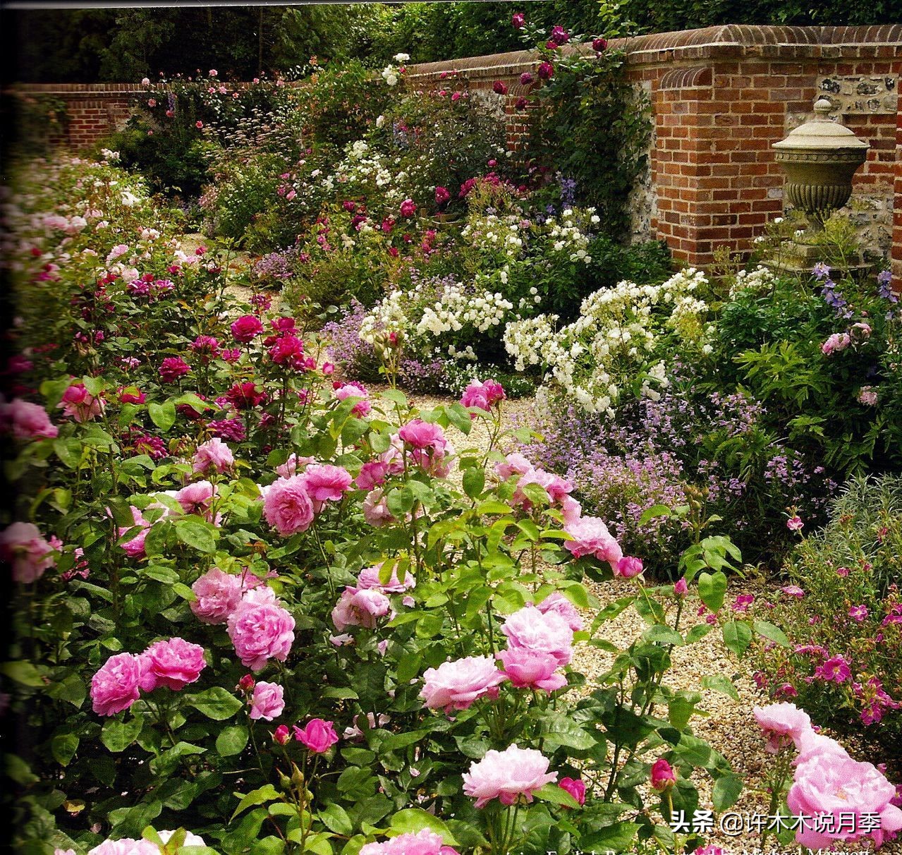 月季长得太高能用矮壮素吗,月季长得一边高一边矮怎么办