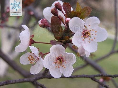 没有蔷薇科,哪里会有春天?