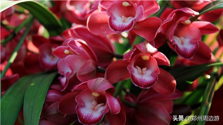 十种最旺客厅的花冬季,春节喜庆花卉有哪些