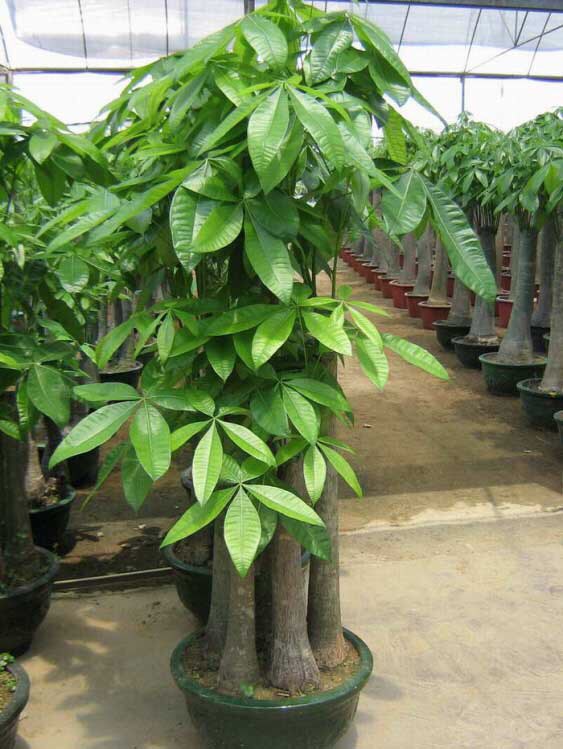 发财树黄叶多严重怎么处理,发财树黄叶怎么补救最佳方法