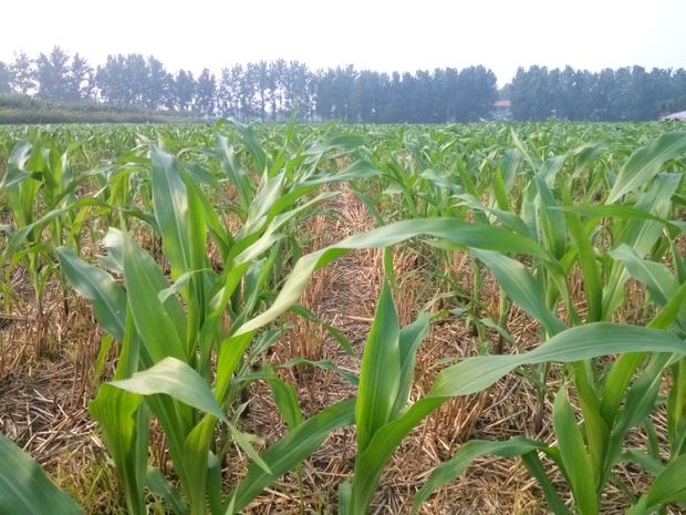 麦茬玉米苗子大小不一，3个办法来解决，让你的玉米收成好