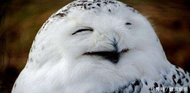 猫头鹰一笑就会有人去世,猫头鹰一笑为什么会有人去世