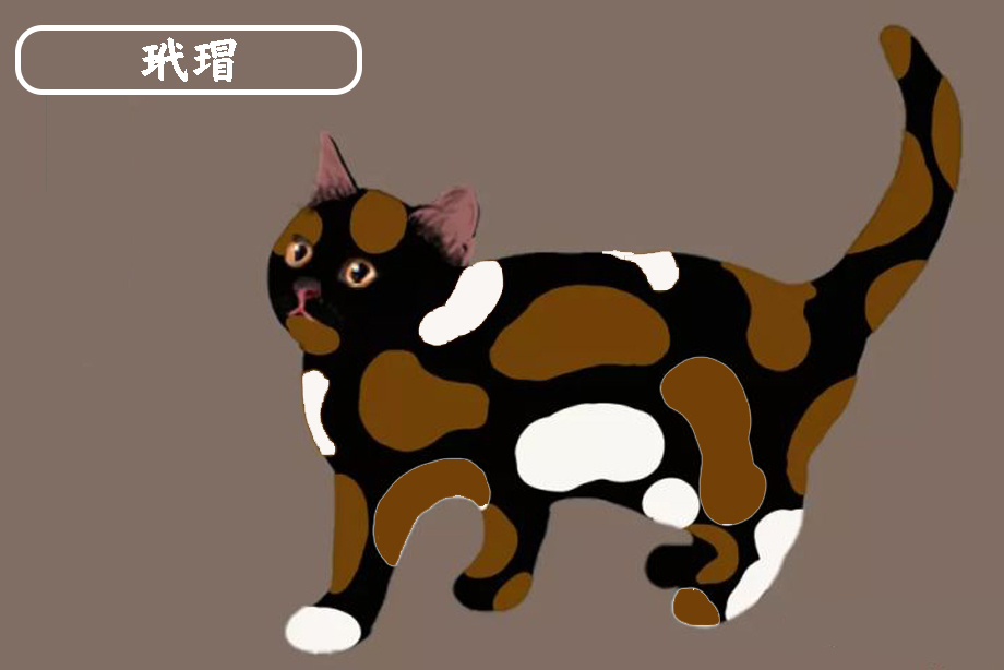 世界名猫品种大全及图片,玳瑁滚地锦能生出什么猫