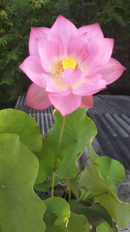 适合学生党养的多肉,适合大学宿舍长期养的多肉