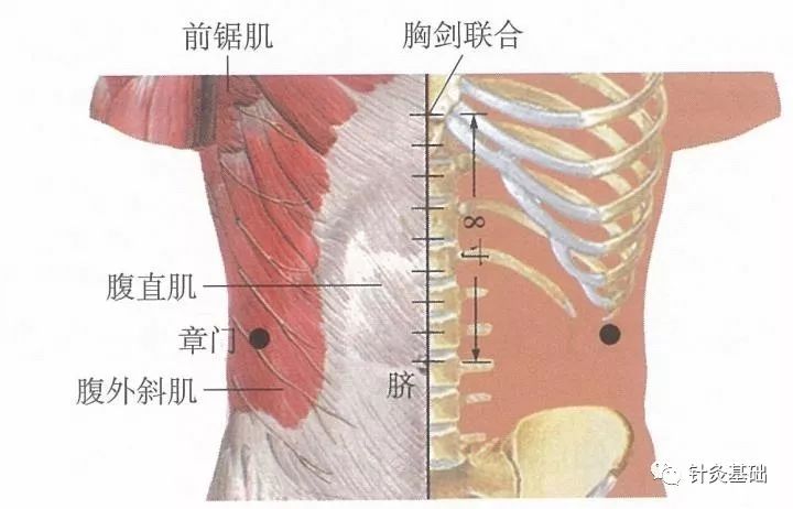 脏腑的募穴的作用是什么,募穴是离脏腑最近的穴位