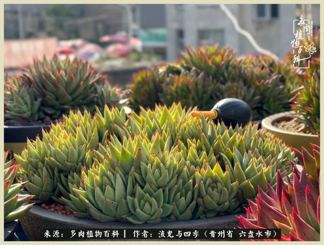 国庆假期你快乐吗?来,凉都美肉与你相伴一一小乌木的霸气东云