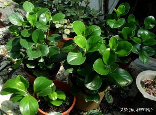 养碧玉叶子上可以喷水吗,养碧玉能养成独棵老桩吗