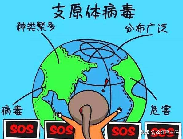 原来支原体、衣原体是这么回事！