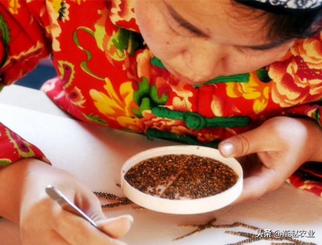 五谷杂粮制作的手工艺品,五谷杂粮制作工艺品