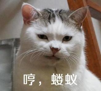 养猫的铲屎官一定要注意除癣,准备养猫的人看的视频