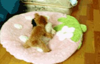 小泰迪能做立耳吗,立耳小泰迪视频